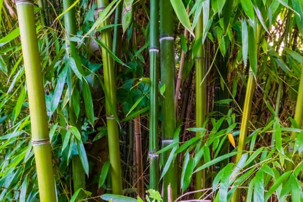 Cost of Bamboo Trimming in State College