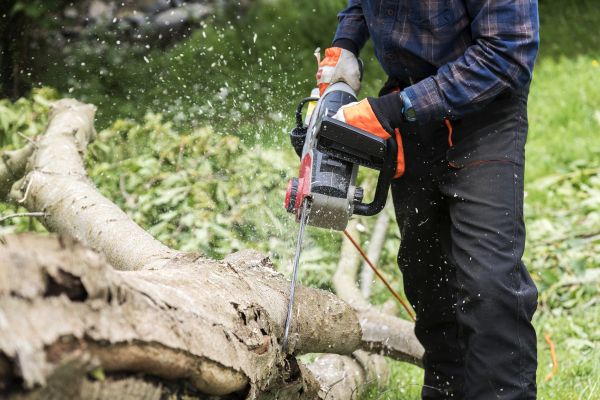 Cost of Branch Removal Service in State College