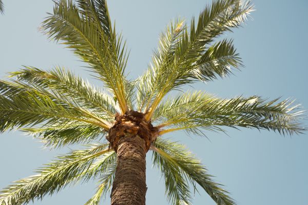 Palm Tree Pruning in State College