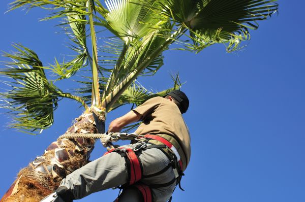 Palm Tree Trimming in State College