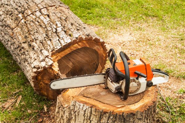 Tree Cutting Service in State College