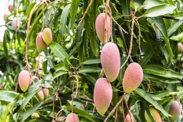 Cost of Mango Tree Trimming in State College