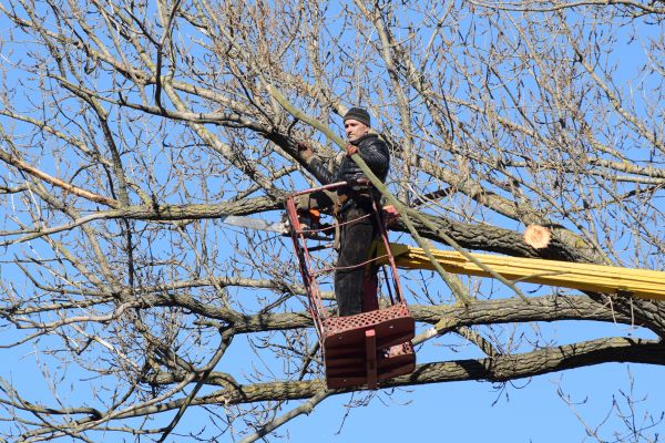 Cost of Emergency Tree Trimming in State College