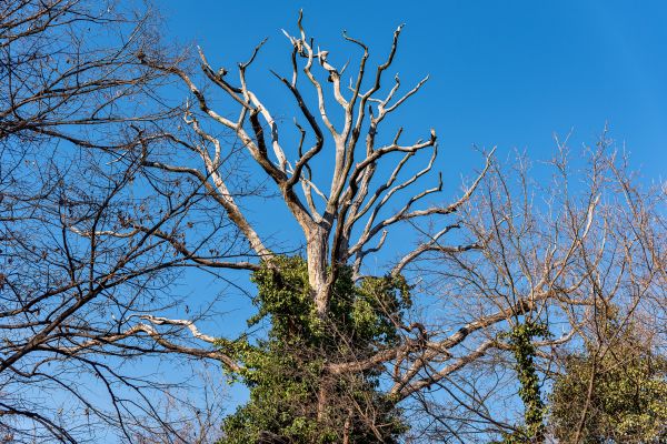 Cost of Deadwood Removal in State College