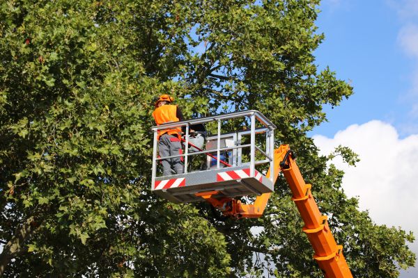 Commercial Tree Service in State College