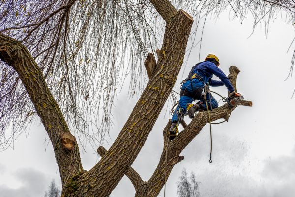 Cost of Tree Maintenance Service in State College