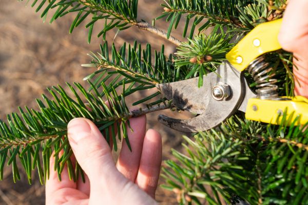 Pine Tree Pruning in State College