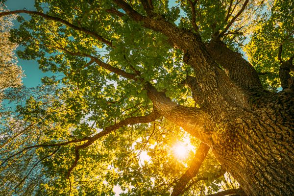 Cost of Oak Tree Pruning in State College
