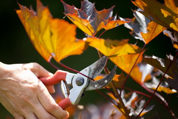 Cost of Maple Tree Pruning in State College