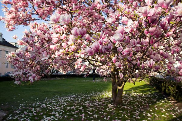 Cost of Magnolia Tree Pruning in State College