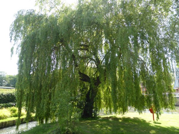Cost of Willow Tree Trimming in State College