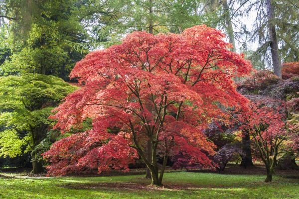 Japanese Maple Pruning in State College