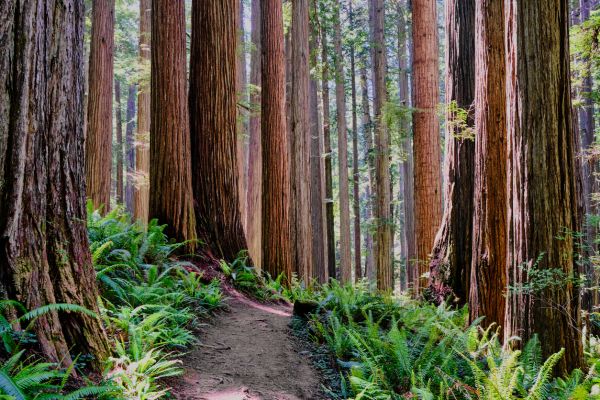 Cost of Redwood Tree Trimming in State College