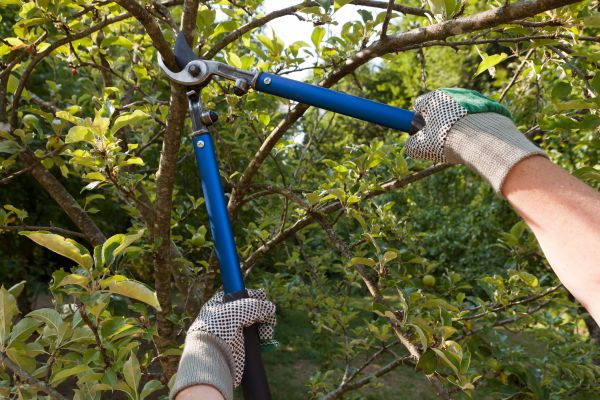 Cost of Residential Tree Pruning in State College