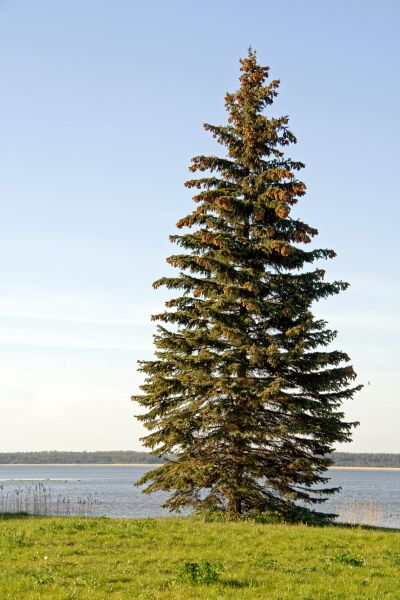 Cost of Spruce Tree Pruning in State College