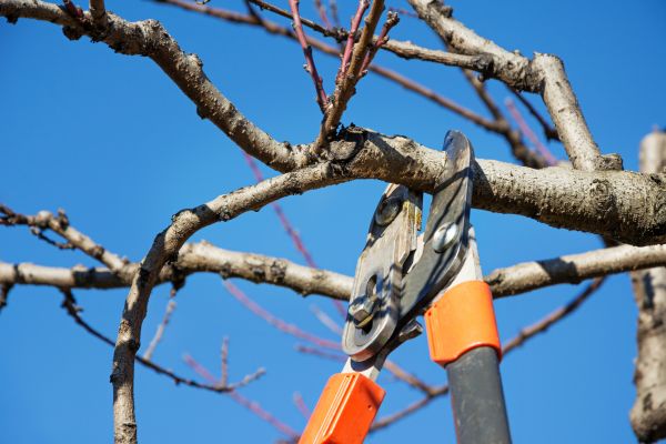 Peach Tree Trimming in State College