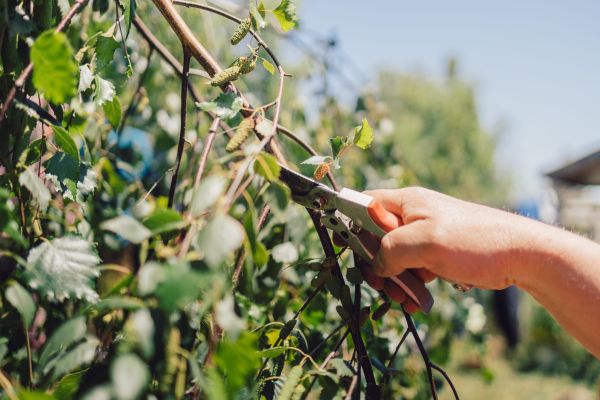 Cost of Birch Tree Pruning in State College