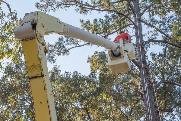 Cost of Limbs Trimming in State College