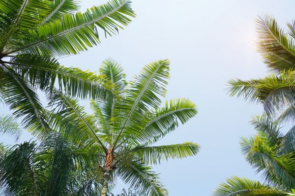 Cost of Queen Palm Tree Trimming in State College