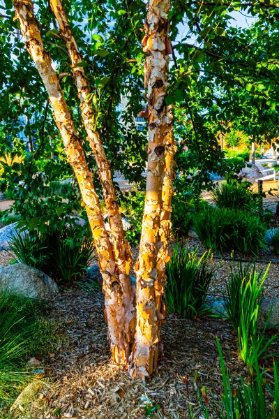 Cost of River Birch Trimming in State College