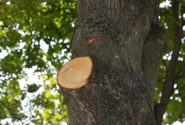 Cost of Limb Cutting in State College