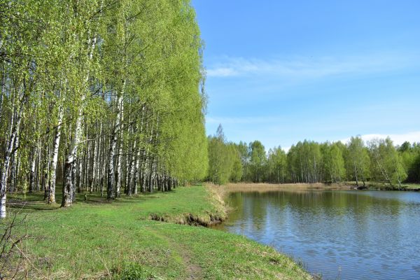 Cost of River Birch Pruning in State College