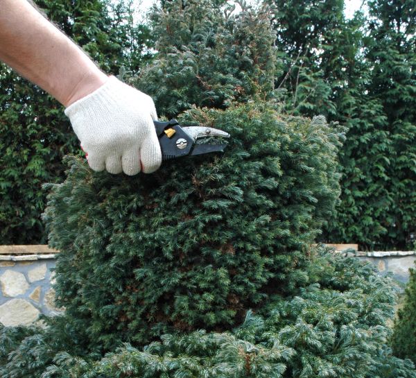 Cost of Ornamental Tree Trimming in State College