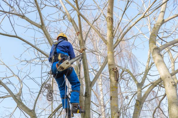 Cost of Large Tree Trimming in State College