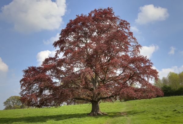 Cost of Beech Tree Pruning in State College