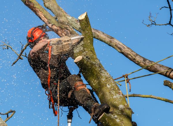 Tree Trimming Service in State College
