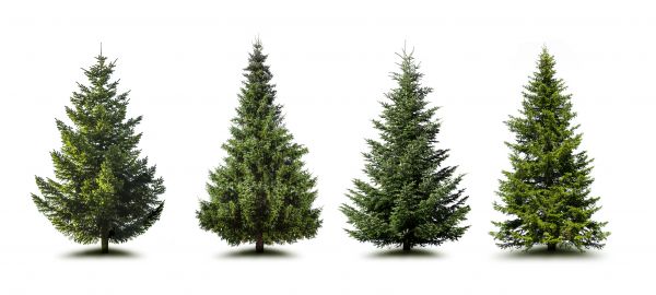 Cost of Pine Tree Trimming in State College