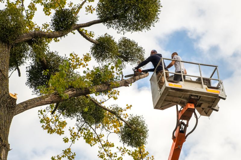 Commercial Tree Service