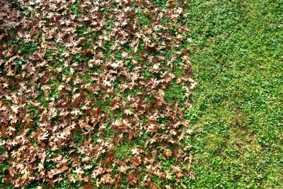 Autumn Leaves Covering Lawns