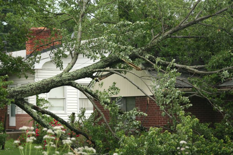 Tree Fallen on Residential Driveway