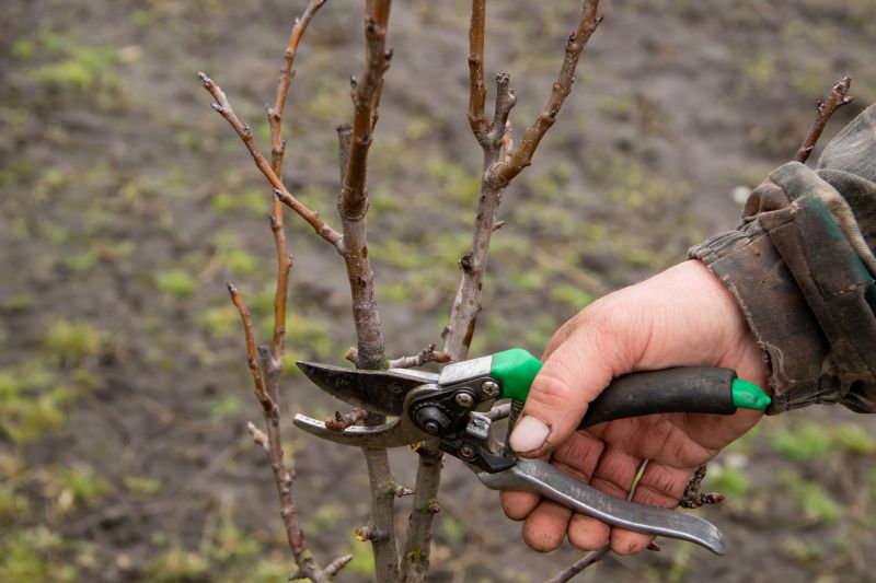 Peach Tree Pruning