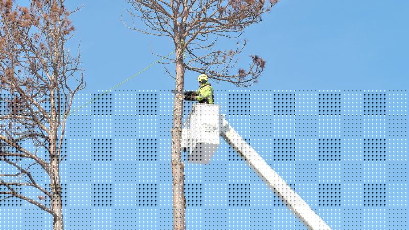 Tree Service