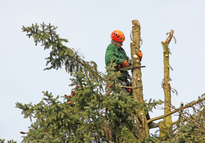 Tree Trimming Equipment in Action
