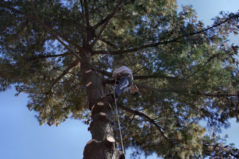 Affordable Tree Trimming